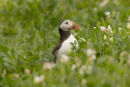 Puffin 006